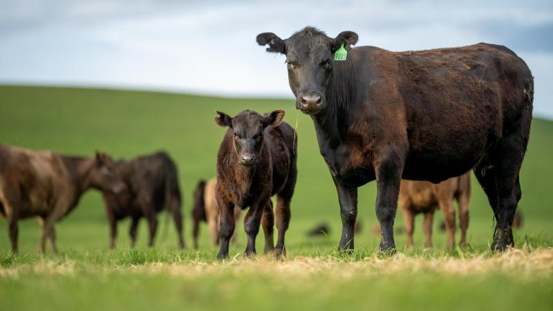 Beef Quality Assurance 